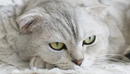 九游体育APP下载-阿尔阿赫利关键球员发挥核心作用，阿尔阿赫利什么意思