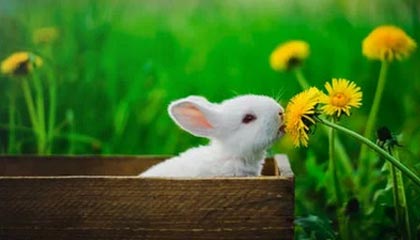 九游游戏-TL官宣新中单选手加盟，tl中单jensen